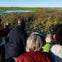 Airboat Tour - Gator Sighting
