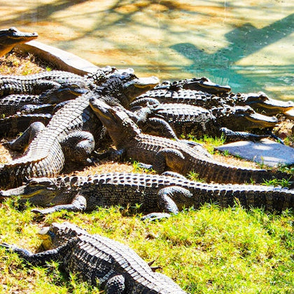 Numerous alligators lying together on grassy ground near a water area.