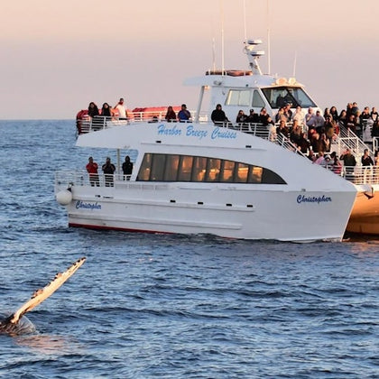 A boat named "Christopher" with many passengers on board, watching a whale's fin emerge from the ocean water.