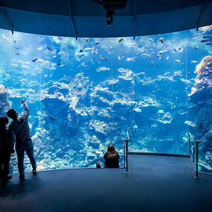 Guests viewing the Philippine Coral Reef in Steinhart Aquarium.