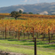 From San Francisco: Napa & Sonoma Valley Full Day Wine Tour
