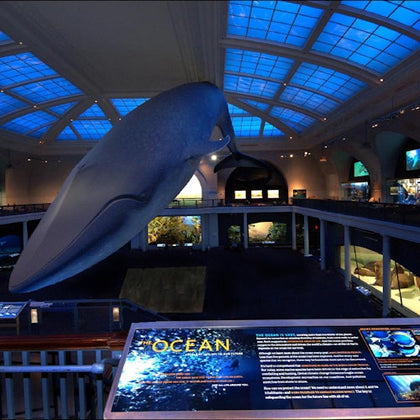The famous Blue Whale model at the Museum of Natural History in New York.