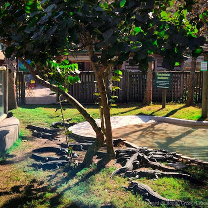 Gator Pond  - You can feed the alligators to.