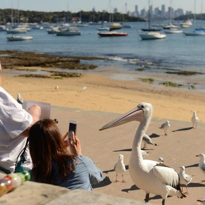 Live at Rose Bay