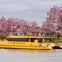 A yellow Potomac Water Taxi on a river with people onboard, passing by blooming cherry blossom trees on the riverbank.