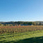 A vineyard under a clear blue sky, with rows of grapevines, a distant building, and trees on rolling hills in the background.