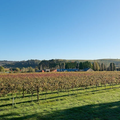 A vineyard under a clear blue sky, with rows of grapevines, a distant building, and trees on rolling hills in the background.