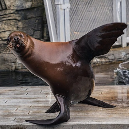 Vancouver Aquarium