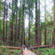 Muir Woods