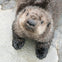 Sea Otter cuteness