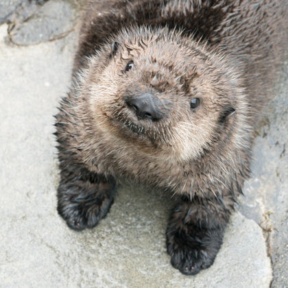 Sea Otter cuteness