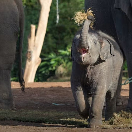 Taronga Zoo