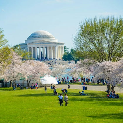 People enjoying a park with cherry blossoms and the Jefferson Memorial in the background on a sunny day.