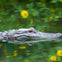 An alligator