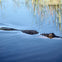 An alligator partially submerged in calm water near tall grass, with its head and back visible.