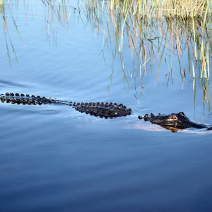 An alligator partially submerged in calm water near tall grass, with its head and back visible.
