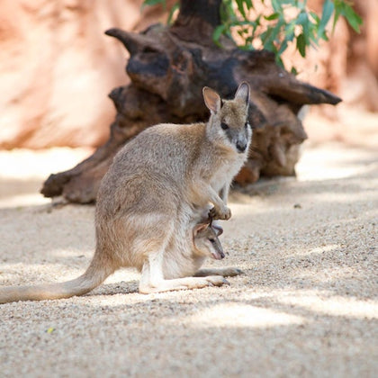 A kangaroo stands on gravel, with a joey peeking out from its pouch. Tree roots and foliage are visible in the background.