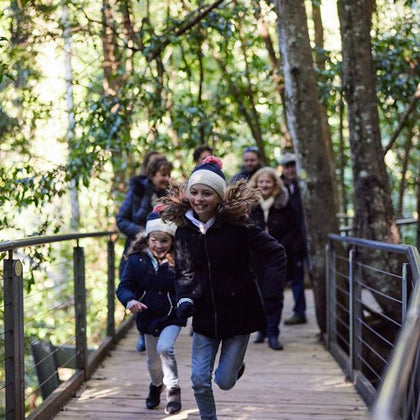 Rainforest Walk