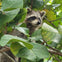 Raccoon on tree