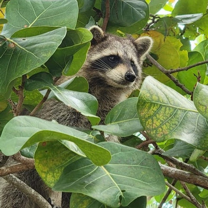 Raccoon on tree