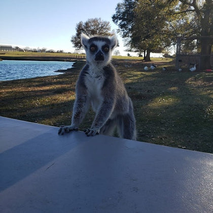 Franklin Drive Thru Safari: Entry Ticket