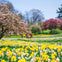 A vibrant garden with yellow and white daffodils, blooming pink trees, and greenery under a clear blue sky.
