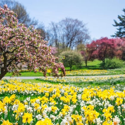 A vibrant garden with yellow and white daffodils, blooming pink trees, and greenery under a clear blue sky.