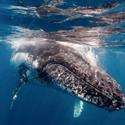A close-up of a humpback whale swimming underwater, with its head and part of its body visible.