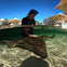 A person interacts with a stingray in shallow water under a sunny sky, with umbrellas and trees in the background.
