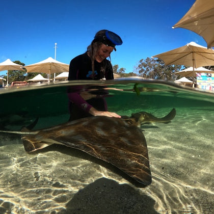 A person interacts with a stingray in shallow water under a sunny sky, with umbrellas and trees in the background.