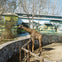 Toronto Zoo
