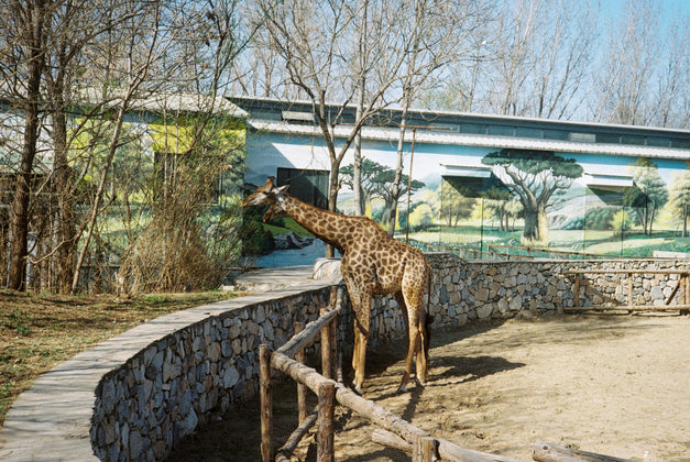 Toronto Zoo
