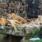Toronto Zoo