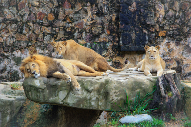 Toronto Zoo