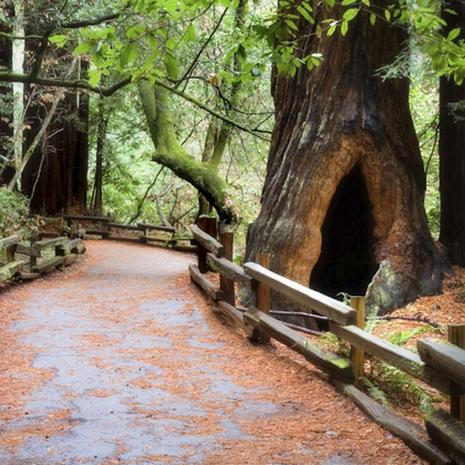 From San Francisco: Day Trip to Muir Woods & Sausalito