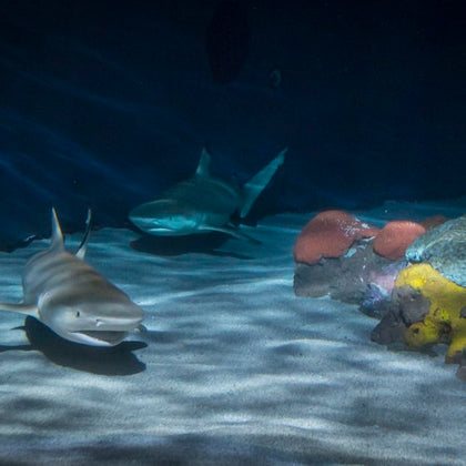 Aquarium of the Pacific: Membership Voucher