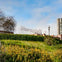 Ghirardelli sign seen over a grassy hill with yellow flowers, a lamppost, tree, and nearby buildings under a blue sky.