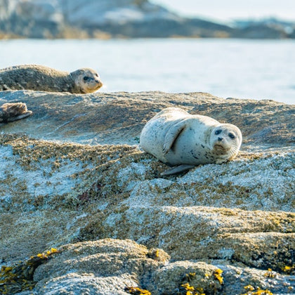 Vancouver: City and Seal Cruise