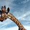 A reticulated giraffe
