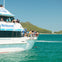 People see dolphin on Moonshadow cruise