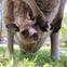 Kangaroo joey