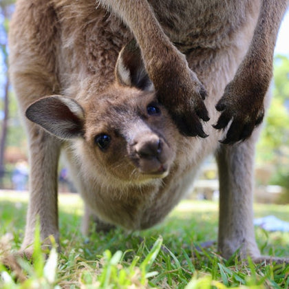 Kangaroo joey