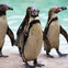 Four Humboldt penguins