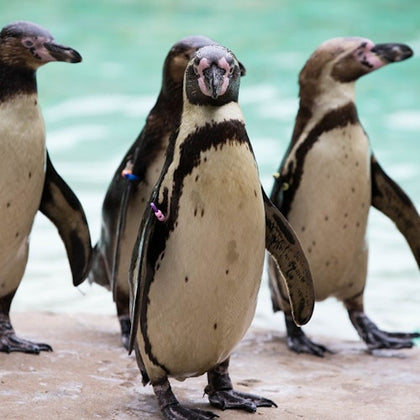 Four Humboldt penguins