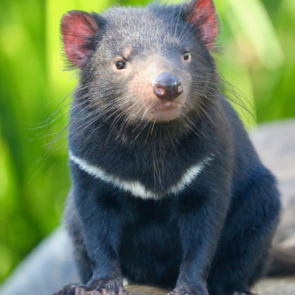 Tasmanian devil