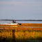 An airboat speeds through a marshy area with tall grasses under a partly cloudy sky.
