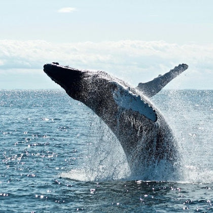 Whale