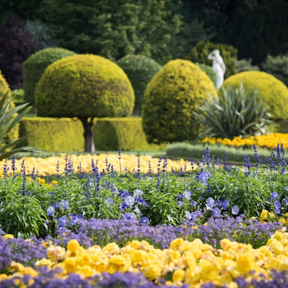 Parterre bedding