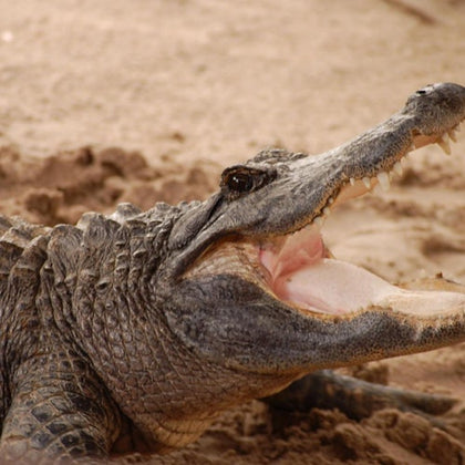 Everglades: Airboat Ride, Wildlife Show & Roundtrip Transport from Miami