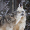 Two wolves, one grey and one light tan, howl in a snowy forest, with snowflakes falling around them.
